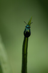  Tansy Beetle, bug on a leaf 