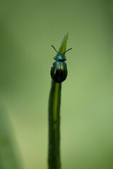 Vibrant Macro Shot of a Beetle