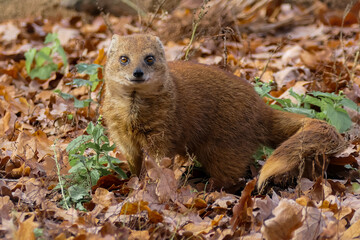 Fototapeta premium Fuchsmanguste im Herbst