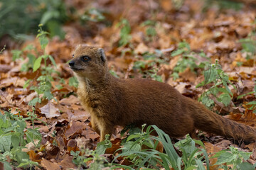 Fuchsmanguste im Herbst