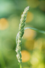 isolated green wheat, bokeh background. 