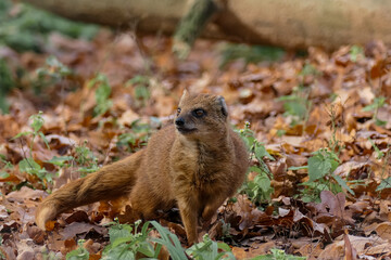 Fuchsmanguste im Herbst