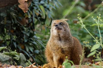 Fuchsmanguste im Herbst