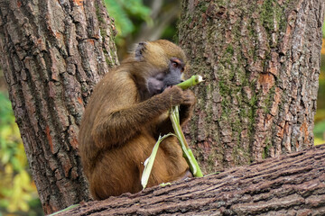 Monkey eating bamboo