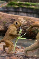 Monkey eating bamboo