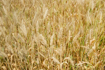 Agricultural golden wheat nature background ready for harvest