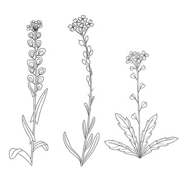 sketch of flowers, hoary alyssum, field pennycress and shepherd's purse, Thlaspi arvense, Berteroa incana and Capsella bursa-pastoris, vector drawing wild plants isolated at white background