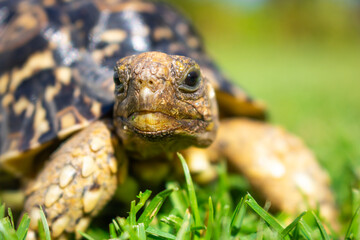 Close up of a cute African Leopard Tortoise eating for clovers and grass in a green field