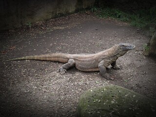 Endangered Komodo Dragon or Varanus komodoensis.