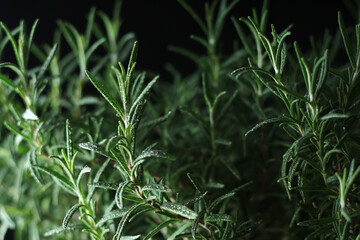 Rosemary bush in low key