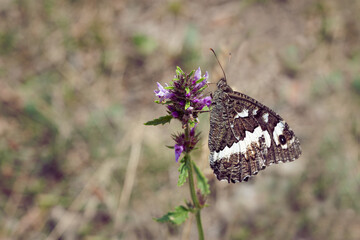 Butterfly sucking on a lavender flower