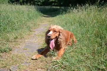 liegender hund draußen