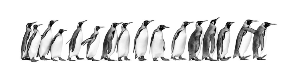 Black and white view of Colony of king penguins together, isolated on white