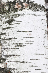 Birch texture, silver birch timber, stack of silver birch (wood) betula branch,  white black cracked surface, chopped birch tree, wooden log, 