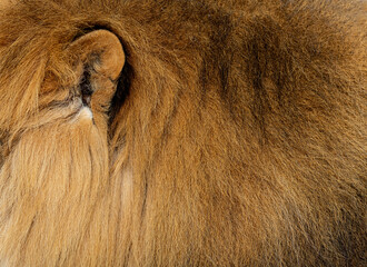 Ear Close-up of a lion,  fur and mane animal background