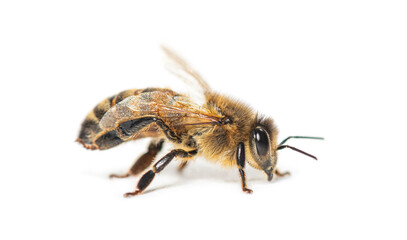 Side view of a Honing bee, apis mellifera,  isolated on white