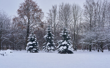 snow covered trees
