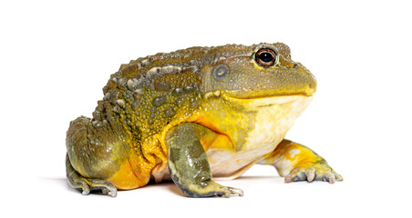 African bullfrog, Pyxicephalus adspersus, isolated on white - obrazy, fototapety, plakaty