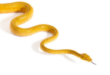 Common tree boa with its tongue out, Corallus hortulana, isolated on white