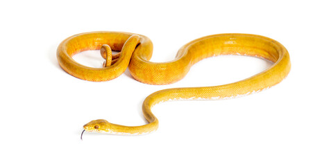 Common tree boa with its tongue out, Corallus hortulana, isolated on white