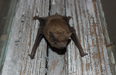 Bat animal crawling on a wooden board closeup