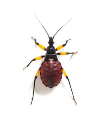 High view of a Second instar nymph of of Two-spotted assassin bug, Platymeris biguttatus, isolated on white
