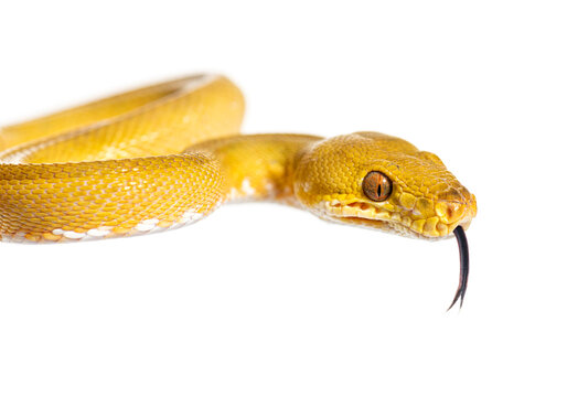 Common tree boa with its tongue out, Corallus hortulana, isolated on white