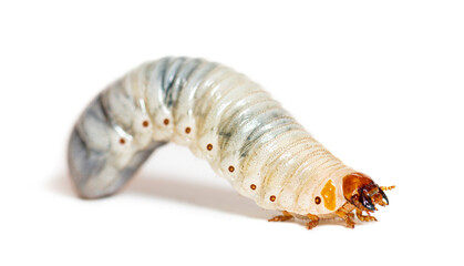 Larva of Flamboyant flower beetle, Eudicella gralli, isolated on white