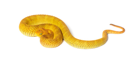 Leaf viper, Atheris squamigera, isolated on white