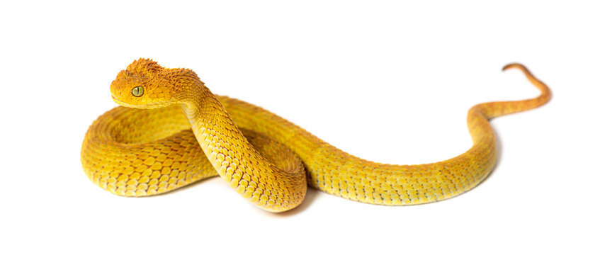 Leaf viper, Atheris squamigera, isolated on white