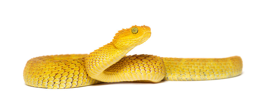 Leaf viper, Atheris squamigera, isolated on white
