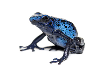 Blue poison dart frog, Dendrobates tinctorius "azureus", isolated on white