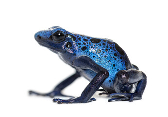 Blue poison dart frog, Dendrobates tinctorius 