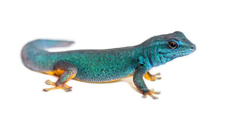 Naklejka premium Electric blue gecko, Lygodactylus williamsi, isolated on white