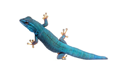 Electric blue gecko, Lygodactylus williamsi, isolated on white