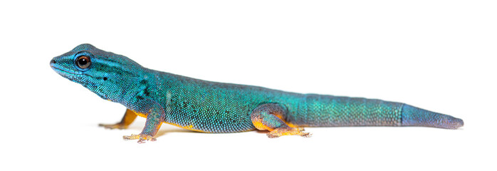 Electric blue gecko, Lygodactylus williamsi, isolated on white