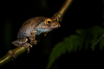 Madagascan Treefrog - Boophis madagascariensis, beautiful frog endemic to Madagascar forests, Ranomafana, Madagascar.