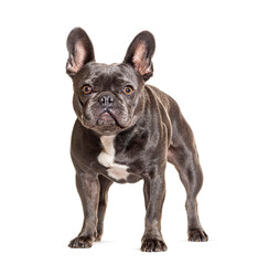 French bulldog standing, isolated on white