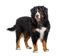 Standing Bernese Mountain Dog, isolated on white