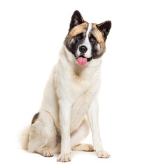 Panting Akita Inu sit, isolated on white