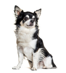 Black and white Chihuahua dog sitting, isolated on white