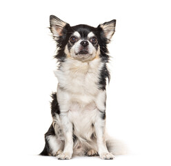 Black and white Chihuahua dog sitting, isolated on white