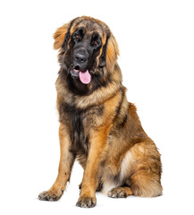 Portrait of a Leonberger dog panting, isolated on white