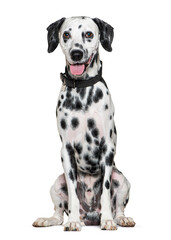 Panting Dalmatian dog wearing a collar, isolated on white