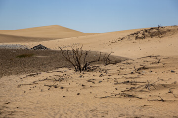 Desert landscape with dead plants in sand dunes under sunny sky. Global warming concept. Nature background