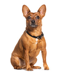 Crossbreed dog wearing a black collar, isolated on white