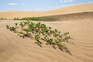 green plants in sand dune against desert landscape