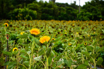 Obraz premium Sunflowers in the garden