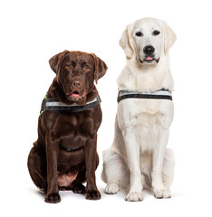 Labrador and Golden Retriever sitting together, both wearing an harness, isolated on white