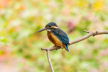 楓のある公園のカワセミ